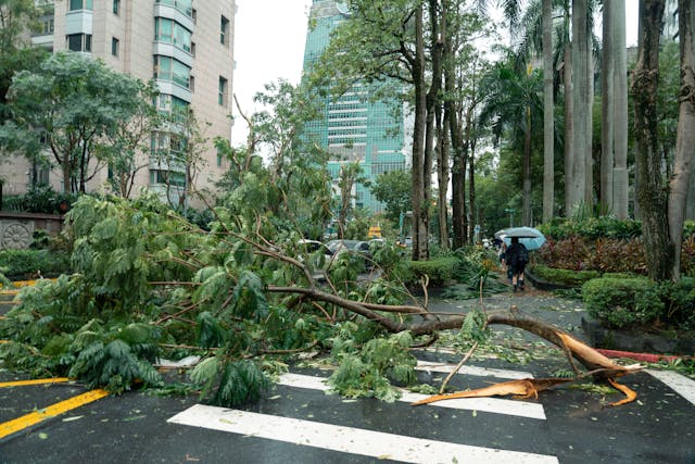 Fallen tree blocking city street after severe storm damage in urban area