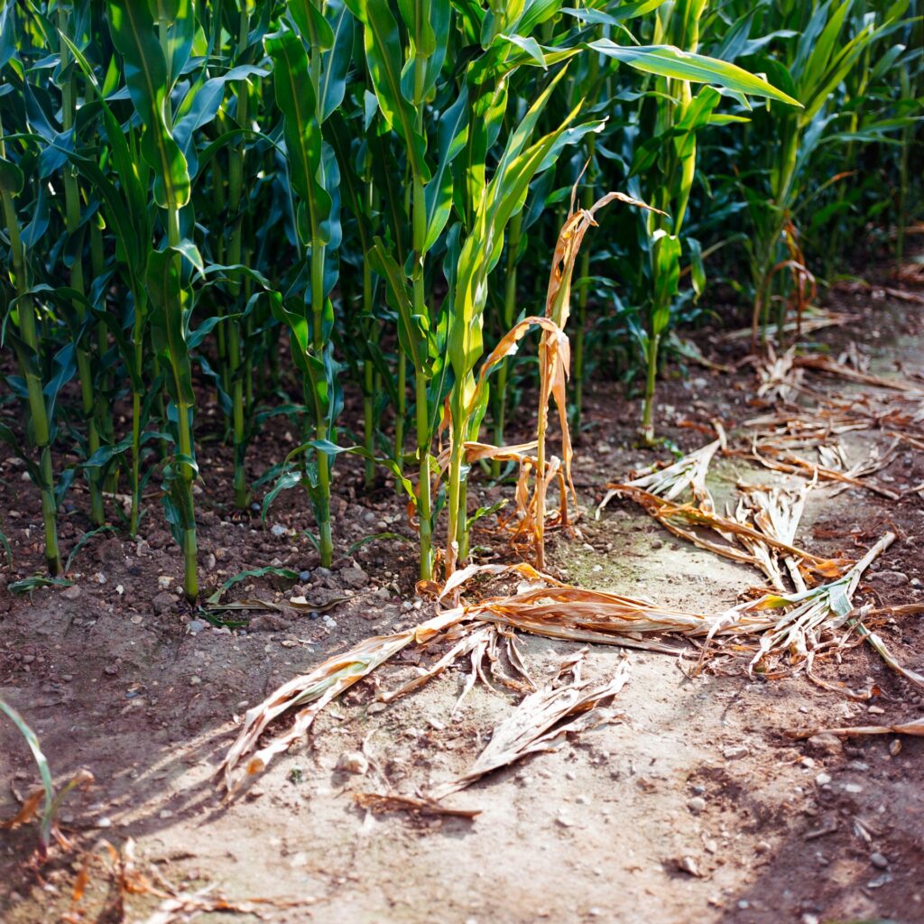 crop damage agricultural insurance claims